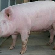 Закупка свиньи живой вес