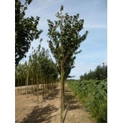 Вишня Шпиль Prunus hillieri Spire обхват ствола 14-16