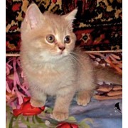 Котята фото