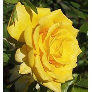 Саженцы роз, Golden Debait фото
