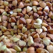 Семена гречки (элита) фото