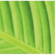 Канделильский воск рафинированный фото