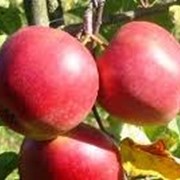 Саженци яблони Лиголь фото
