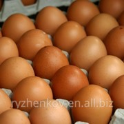 Яйцо инкубационное кур несушек Ломан Браун фото