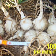 Семена лука белого 1001 F1, семена лука озимого, семена купить, цена, фото фото