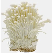 Мицелий грибов фото
