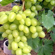 Саженцы винограда Аркадия фотография