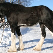 Лошадь шайрской породы фотография