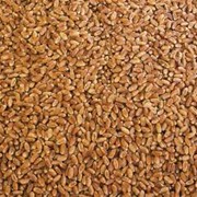Пшеница озимая, превозка, закупка, хранение зерновых и масличных культур фото