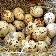 Яйцо, купить, Украина , цена производителя. фото