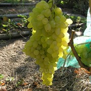 Саженцы винограда Кишмиш Столетие