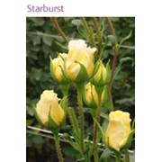 Роза starburst фотография