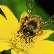 Кормушки для пчел фотография