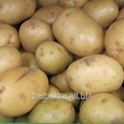 Картофель семенной Агата 2РС фотография