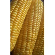 Продам семена кукурузы(гибрид) Космо 230 фотография