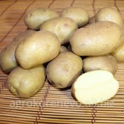 Семенной картофель сорт Голубизна суперэлита фото