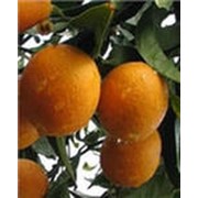 Апельсины Вашингтон
