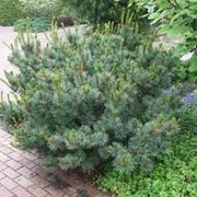 Сосна мелкоцветная Pinus parviflora Goldilocks 10-15cm,ko 2,0 l фотография