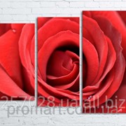 Модульна картина на полотні Велика троянда код КМ80106-013 фото