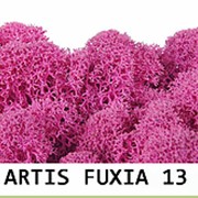 Стабилизированный мох. Цвет Artis Fuxia 13 фото