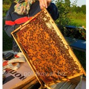 Пчелопакеты фотография