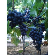 Саженцы винограда Блек Роуз