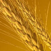 Пшеница фасованная оптом, Пшеница оптом в Казахстане фото