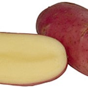 Картофель сорта “Астерикс“ фото