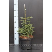 Ель восточная Аureospicata -- Picea orientalis Aureospicata фотография