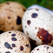 Яйца перепелиные фото