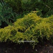 Можжевельник Juniperus x pfitzeriana Golden Saucer фото