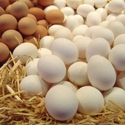 Яйцо, заказать оптом яйца Донецк, Харьков, Запорожье фото