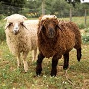 Мясомолочные животные, Мясомолочные животные, Овцы фото