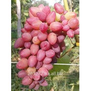 Саженцы винограда Арго фото