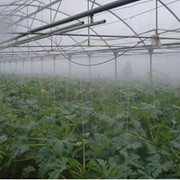Туманообразующая система для охлаждения и влажности воздуха в теплице фото