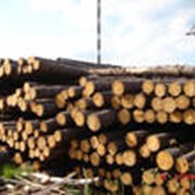 Закупка лесоматериалов, балансов, щепы, тех. дрова фотография