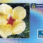 Услуги по обслуживанию карт моментальной выдачи VISA U-Mig Electron catalog фото
