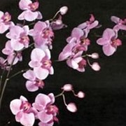 Орхидея фаленопсис в ассортименте фото