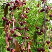 Яблоня Malus Royal Beauty обхват ствола 20-25 фото