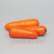 Семена Моркови СВ 3118 ДЧ