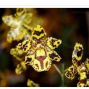 Орхидеи. Камбрии в Украине, Киев, продажа оптом и в розницу фото
