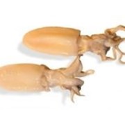 Каракатица от магазина рыбы и морепродуктов Фиш шоп фото