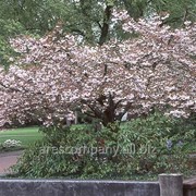 Сакура Prunus serr. Shiro-fugen обхват ствола 12-14