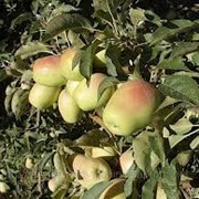 Саженцы яблони Подвой ММ-106 фото