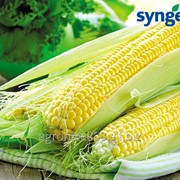 Гибрид кукурузы Селест (Syngenta)