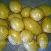 Элитный сортовой картофель фотография