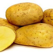 Семенной картофель из Беларуси. Картофель Бриз фото