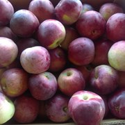 Яблоки оптом (Урожай 12 000 тонн) фото