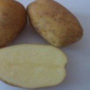 Семенной картофель из Беларуси в Перми фото
