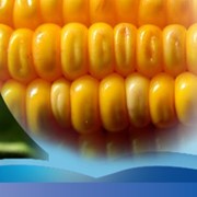 Зерно, зерновые культуры -соя,кукуруза